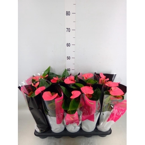 Anthurium andr. 'Sweet Dream'