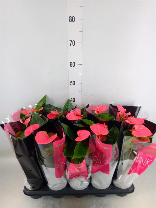 <h4>Anthurium andr. 'Sweet Dream'</h4>