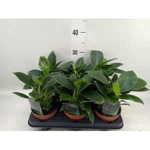 Philodendron  'Green Princess'