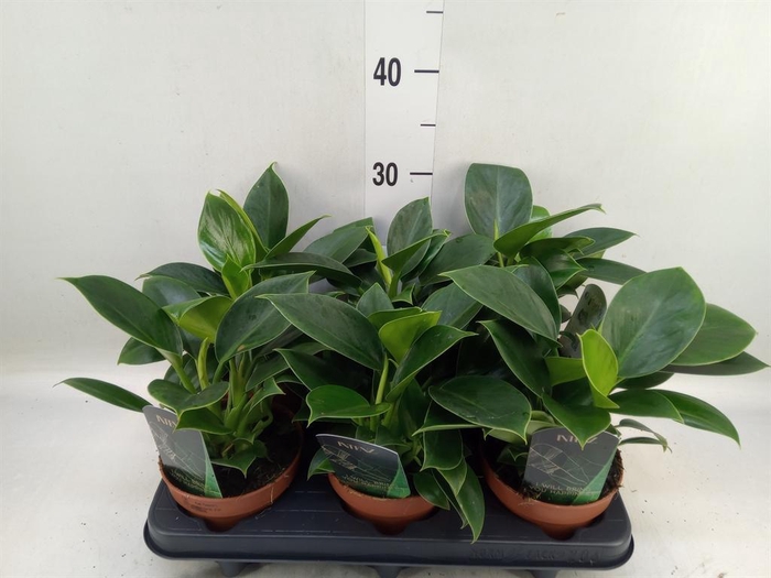 <h4>Philodendron  'Green Princess'</h4>