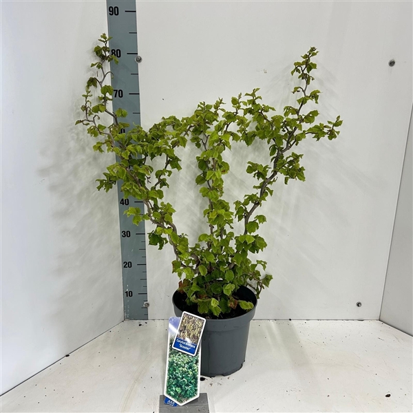 <h4>Corylus avellana 'Scooter'</h4>
