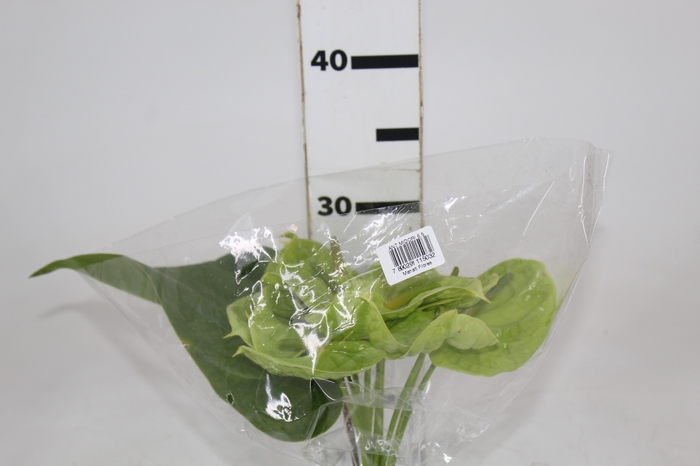 <h4>ANTHURIUM MIDORI 6/7.5 025 CM DIAM MIN 6 CM VERDE</h4>