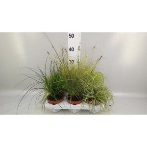Carex   ...mix