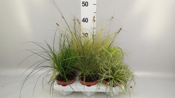<h4>Carex   ...mix</h4>