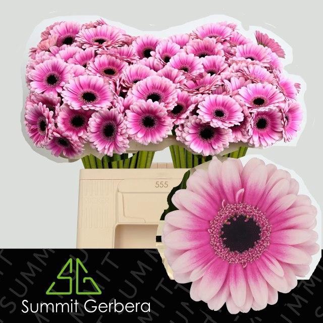 <h4>GE MI LEANDO</h4>