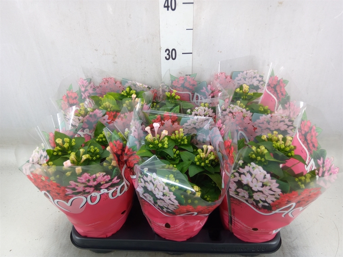 <h4>Bouvardia  'Amora Monica'</h4>