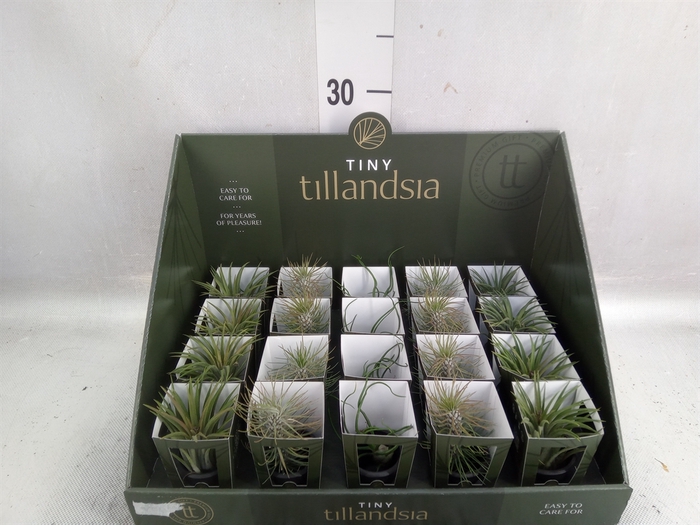 Tillandsia