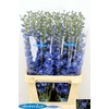 DELPH DU KISSI OCEAN BLUE