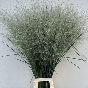 Siergras Panicum Vi Dallas Blues