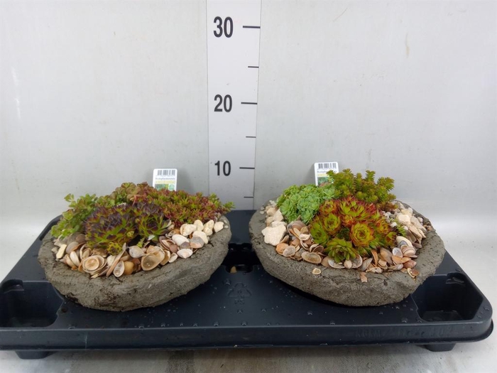 <h4>Arr. Tuinplanten L%</h4>