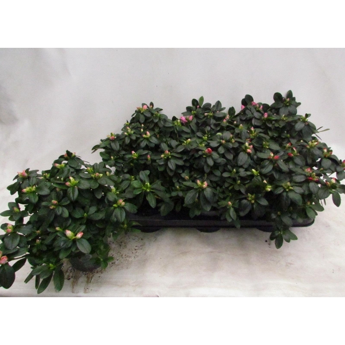 <h4>RHODO SI VOGEL GEM</h4>