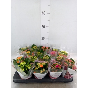 Kalanchoe blos. 'RoyalDon'   ..mix