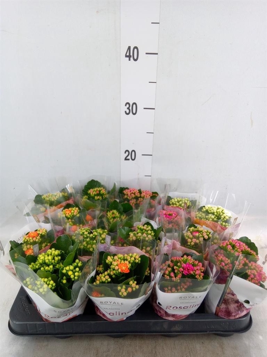<h4>Kalanchoe blos. 'RoyalDon'   ..mix</h4>