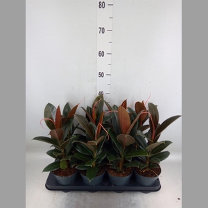 Ficus elastica 'Melany'