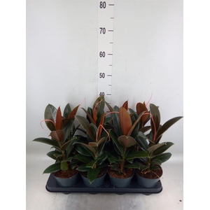 Ficus elastica 'Melany'