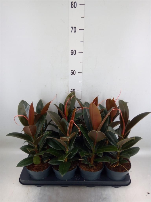 <h4>Ficus elastica 'Melany'</h4>