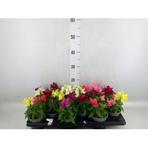 Nicotiana   ...mix