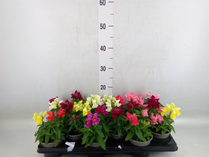 <h4>Nicotiana   ...mix</h4>