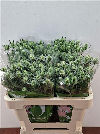 <h4>ERYN WHITE GLITTER</h4>