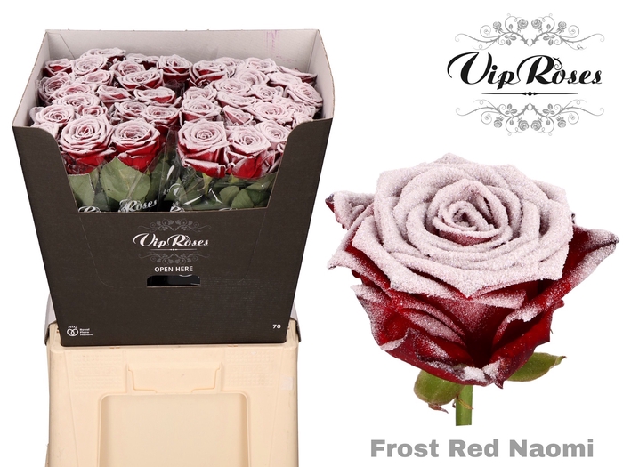 <h4>R GR FROST RED NAOMI</h4>