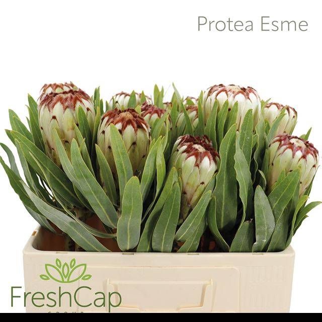<h4>PROTEA MAG NIOBE</h4>