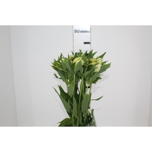 ALSTROEMERIA AKEMI 080 CM