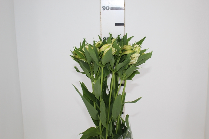 <h4>ALSTROEMERIA AKEMI 080 CM</h4>