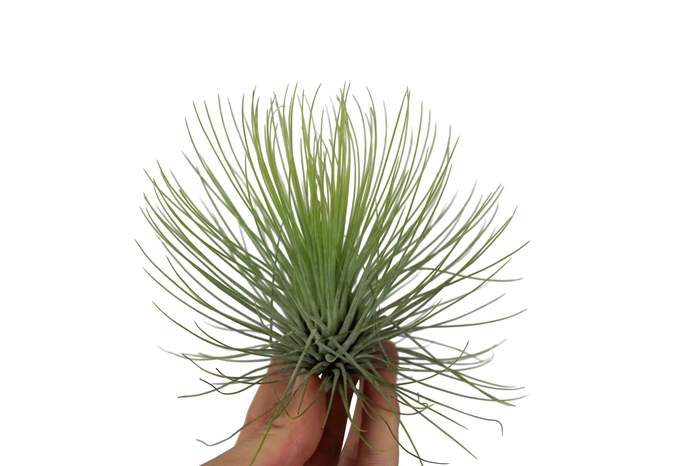 <h4>Tillandsia andreana</h4>