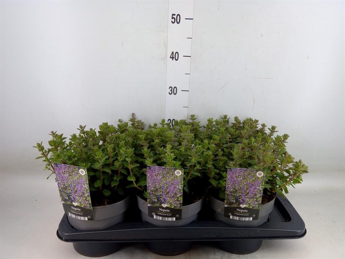 <h4>Nepeta faassenii</h4>