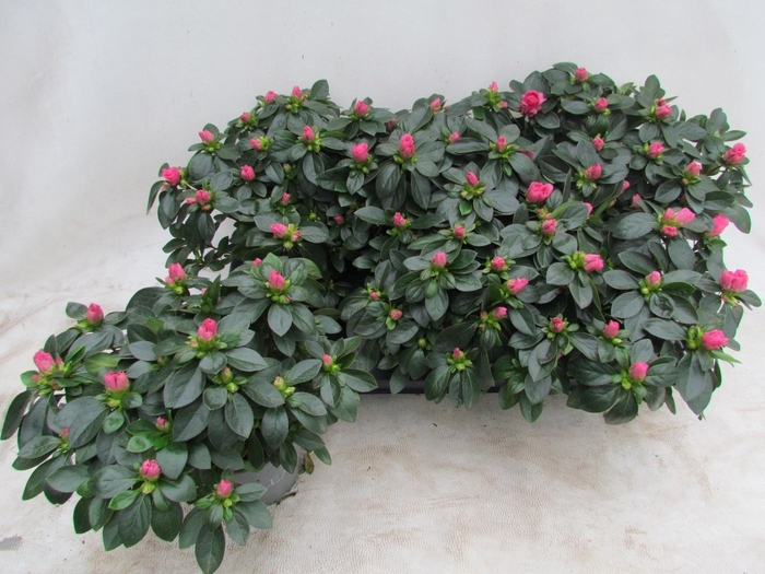 <h4>RHODO SI AIKO PINK</h4>