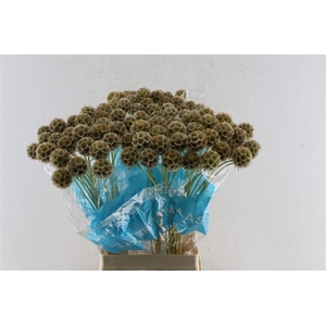 Scabiosa Stellata Seeds