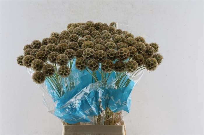 <h4>Scabiosa Stellata Seeds</h4>