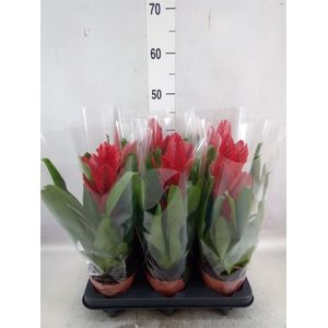 Vriesea  'Intenso Red'