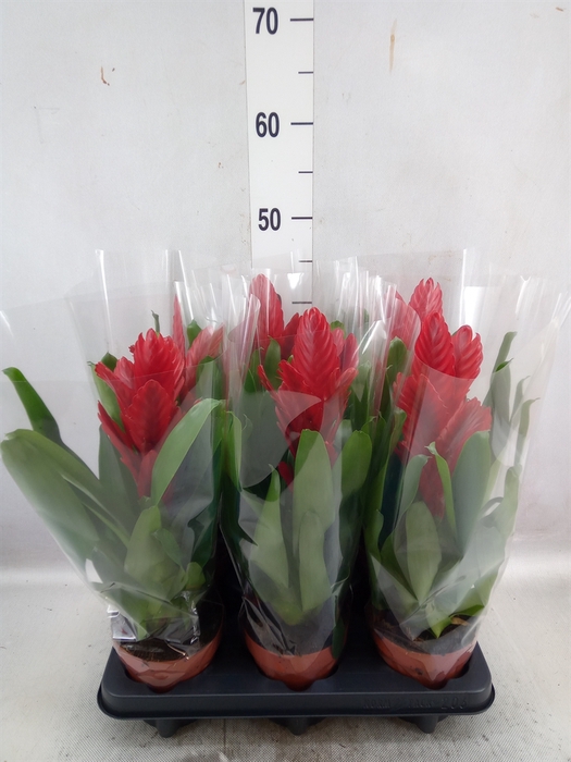 <h4>Vriesea  'Intenso Red'</h4>