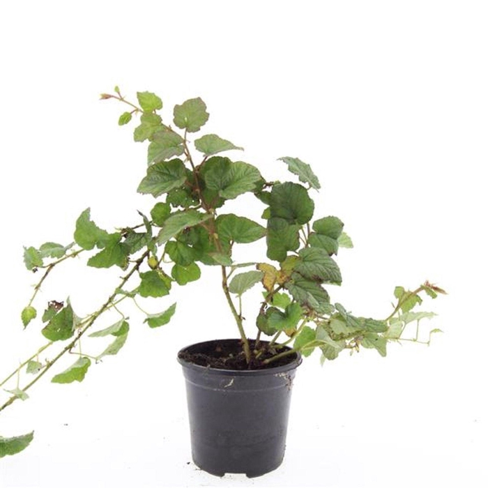 <h4>Rubus tricolor</h4>