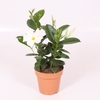 Dipladenia 'Rio' White