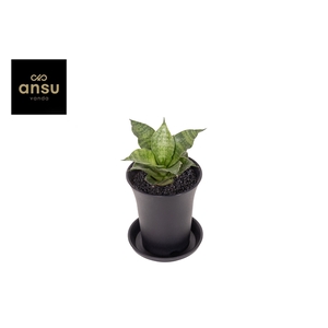 Sansevieria Star Mini Marbel No. 1 in sierpot