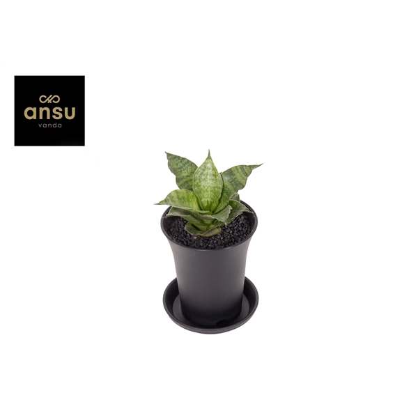 <h4>Sansevieria Star Mini Marbel No. 1 in sierpot</h4>
