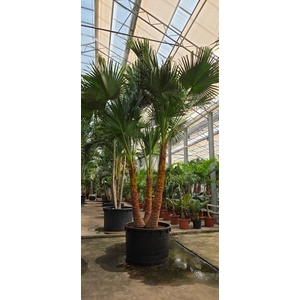 Livistona chinensis 3pp