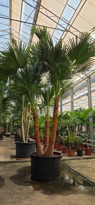 <h4>Livistona chinensis 3pp</h4>