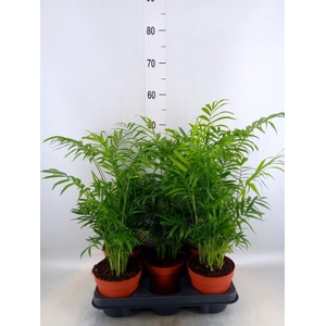 Chamaedorea elegans