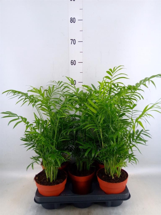 <h4>Chamaedorea elegans</h4>