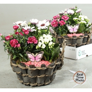 ARR TUINPLANTEN