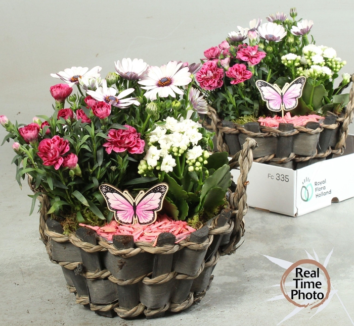 <h4>ARR TUINPLANTEN</h4>