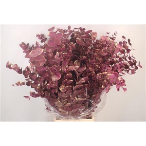Euca Cinerea Met. Ant. Ciclamino Per Bunch