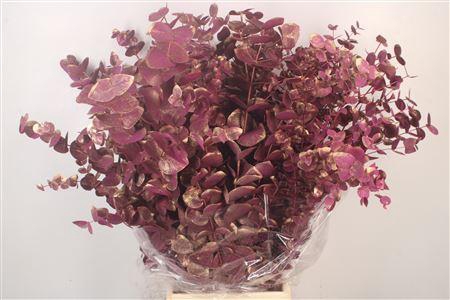 <h4>Euca Cinerea Met. Ant. Ciclamino Per Bunch</h4>