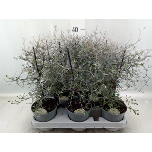 Corokia cotoneaster