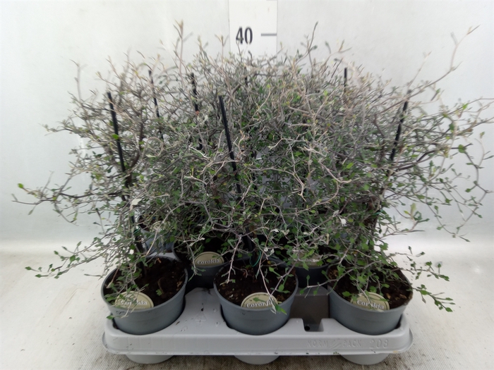 <h4>Corokia cotoneaster</h4>