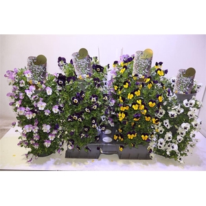 Vio Co Gem In Wanderella