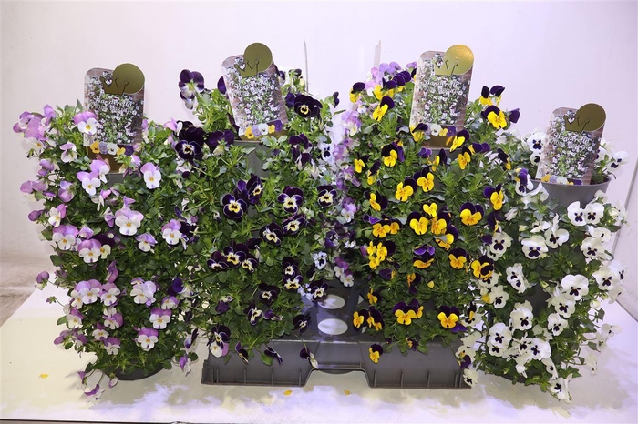 <h4>Vio Co Gem In Wanderella</h4>